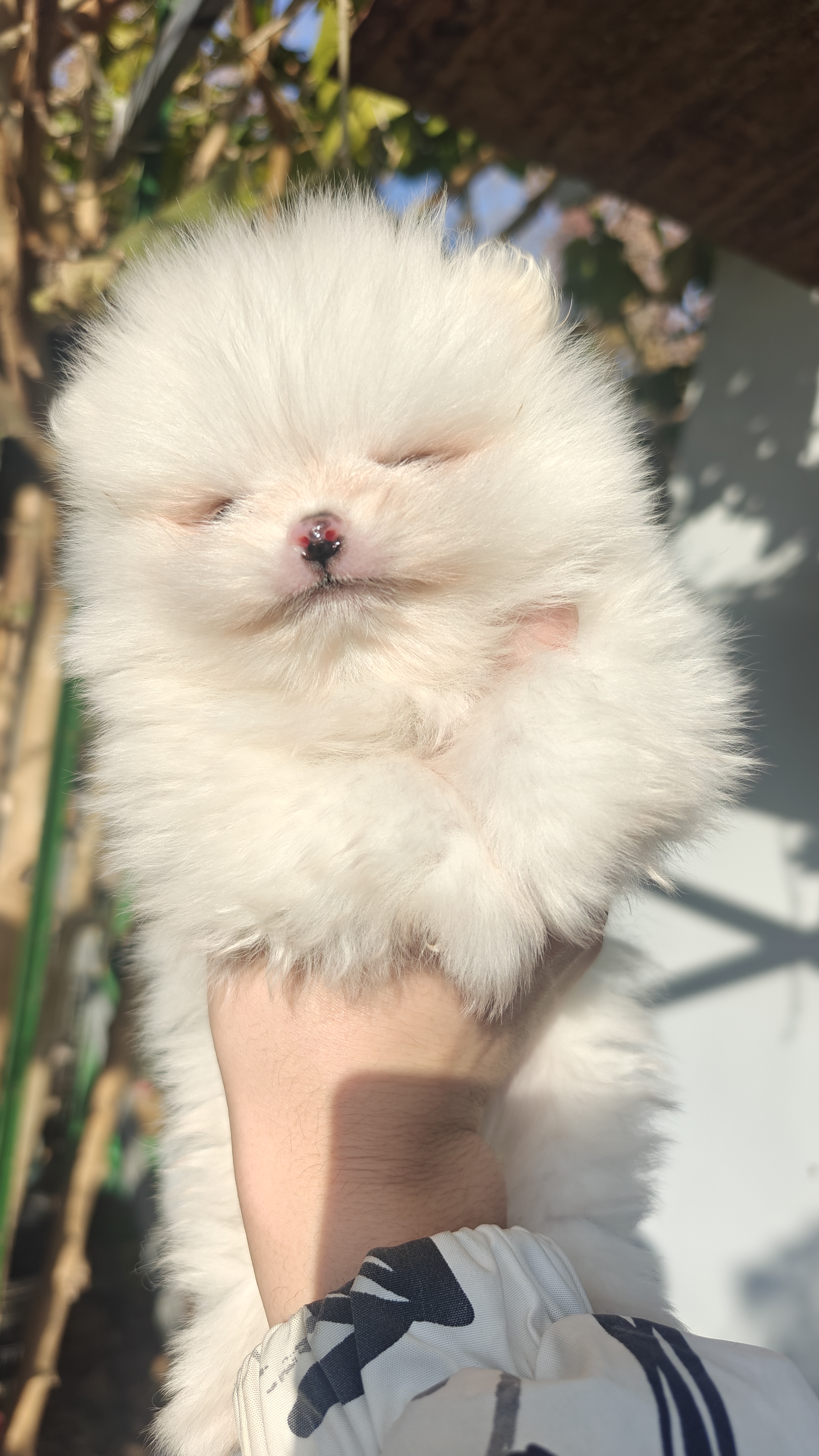 博美45天，有喜欢的带走吧